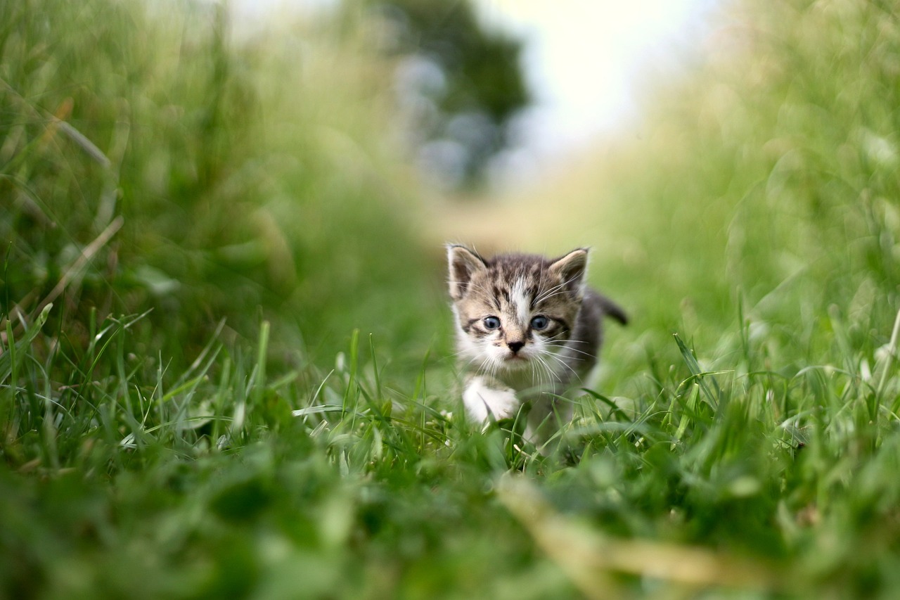 How to Train Your Cat to Use the Litter Box